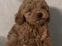 Toy poodle sağlıklı yavrumuz