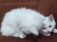 Odd eyes british shorthair