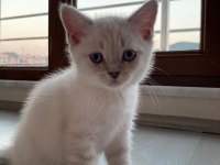 British ve scottish fold yavrularım