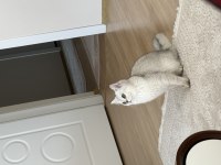 BRİTİSH SHORTHAİR PRENSES KEDİMİZ