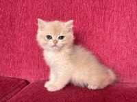 Yakışıklı British Shorthair Çocuk
