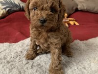 Toy Poodle Yavrumuz Üst Kalite