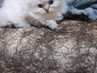 British longhair 2 aylık yavru
