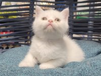 Scottish Fold ve british yavrularımız