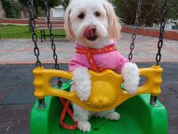 Terrier Dişi Kısır Köpeğimiz