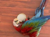 Resim kuşu kırmızı mavi macaw mevcut