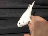 El Besleme Albino Sultan Yavrusu