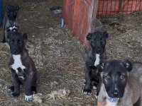 Karakırçıl Safkan Kangal Yavrularımız