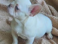 Show kalitede lilacandtan Chocotan FRENCH Bulldog yavruları