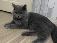 British shorthair erkek 7 aylık