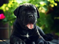 Asil Cane Corso Yavrular