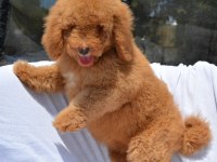 DEV LABRADOODLE BEBEKLER