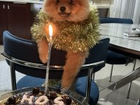 Oyuncu Pomeranian