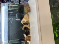 City Pet Shop Güvencesiyle Sağlıklı Ginepigler