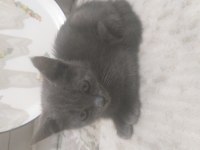 6 aylık eğitimli russian blue