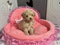 En Güzel Maltipoo Bebekler 