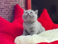 A+ Kalite British Shorthair Bebeğimiz