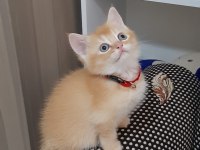 Sarışın british shorthair oğlumuz