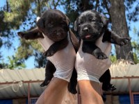 Labrador yavru köpekler