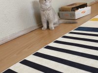 Scottish fold dişi