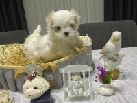 Secereli anne babadan Kore maltese yavrular