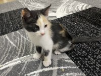 GEBZEDE YAVRU KEDİMİZ