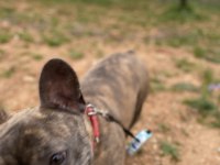 1 yaşında french bulldog dişi