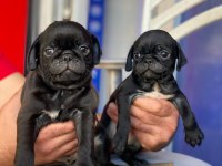 Pug mops siyah yavrular