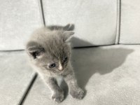 British shorthair cins minikler