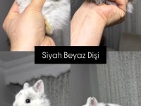 HOLANDA LOP MİNİ LOP CUCE TAVŞAN YAVRULAR GONDERİM VAR