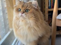 Erkek British Longhair 1 Yaşında