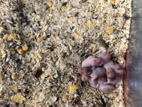 Hamster yavru minik