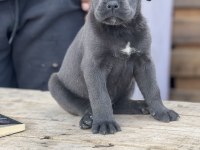 Cane Corso yavrular