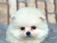 ayıcık suratlı pomeranian boo köpeği