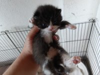 Scottish fold bebekler yuva arıyor