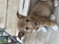 Rus finosu 2 aylık köpeğimiz