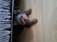 Micro Boy Yorkshire Terrier Bebekler