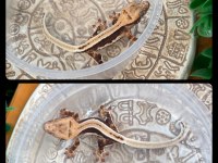 CRESTED GECKO YAVRULAR