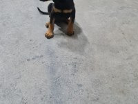 A Kalite Doberman Yavrusu