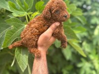 IRK GARANTİLİ SAFKAN TOY POODLE YAVRUM