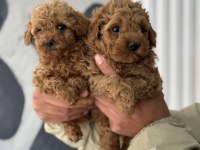 KIVIR KIVIR POODLE BEBEKLER