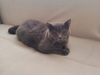 8 aylık british shorthair bütün vitamin aşıları tamamdır