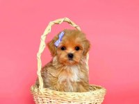 Maltipoo Sevimli Güzellikler Yuva Bekliyor 