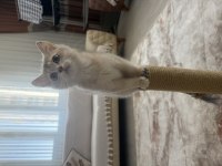 British Shorthair 3 Aylık