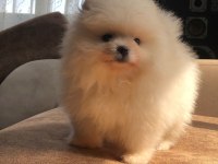 3 aylık 1 dişi ve 1 erkek üst kalite pomeranian boo