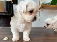 Sevimli maltipoo canlar
