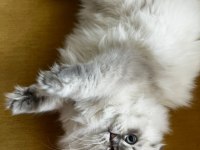 British longhair top kafa mavi gözlü dişi kedim