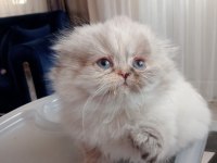 Scottish fold longhair