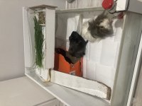 Ücretsiz Uysal 2 Guinea pig