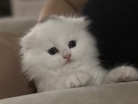 British longhair orjinal